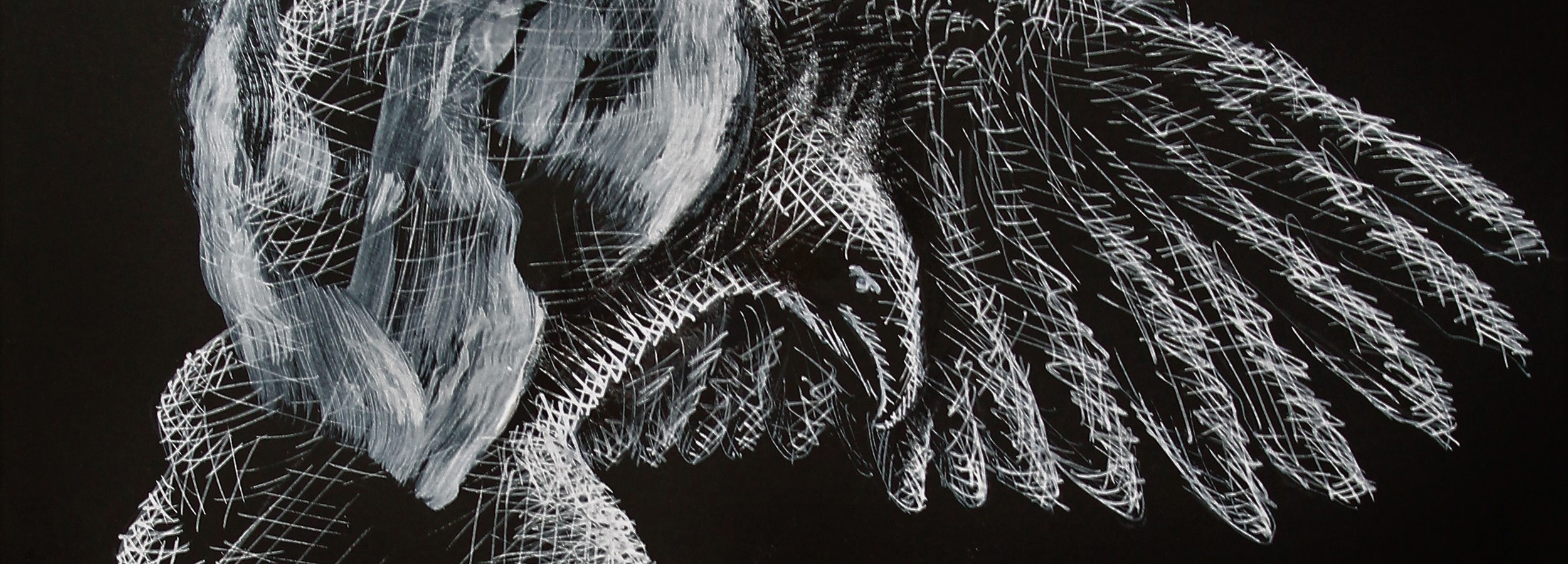 Mundos imaginários e histórias emocionantes em exposição de desenho de Luís Bird Esteves